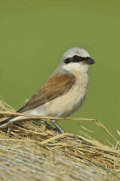 Red-backed Shrike (Lanius collurio), maleon a bale of straw, North Rhine-Westphalia, Germany