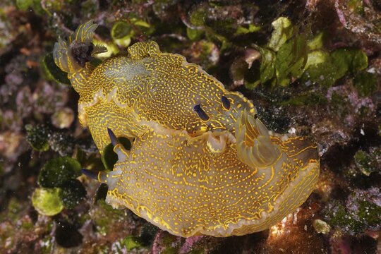 Two specimens of Yellow-violet Star Snail Star Snail (Felimare Picta) mating, in the Mediterranean Sea near Hy&egrave;res. Dive site Giens Peninsula, C&ocirc;te dAzur, France