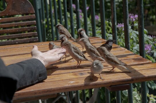 House Sparrow, Passer Domesticus, Sparrow, Birds, Feeding, Passeri, Songbirds, Sparrow, Sparrow, Sparrow, Sparrow, Sparrow, Sparrow, Birds