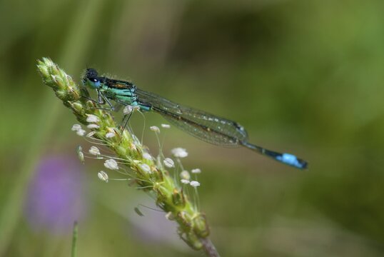 Iberian Bluetail, Ischnura Graellsii, Spanish Dragonfly, Damselflies, Dragonflies, Extremadura, Insects, Dragonflies, Odonata, Spain, Zygoptera