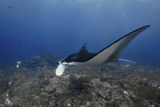 Elegant manta ray, reef manta (Mobula alfredi), swims across a coral floor in the ocean. Manta Point Dive Site, Nusa Ceningan, Nusa Penida, Bali, Indonesia