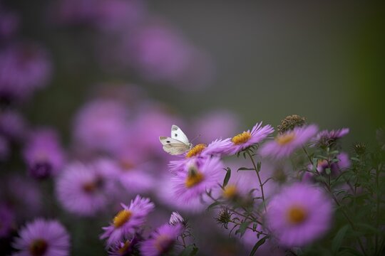 Small white (Pieris rapae), sucking nectar on Aster (Aster), Stuttgart, Baden-W&uuml;rttemberg, Germany