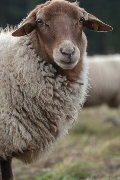 Artiodactyla, Coburg fox sheep, domestic sheep, even-toed ungulate, house sheep, Ovis Gmelini aries sspec.4, cloven-hoofed, domesticated animals, extensive grazing, pet, high size, portrait format, mammals, sheep, sheep, mammals, wild pastures