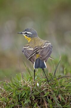 Motacilla flava, sheeptail, western yellow wagtail, yellow wagtail, birds, plumage care, high size, portrait format, male, passeri, preening, songbirds, birds