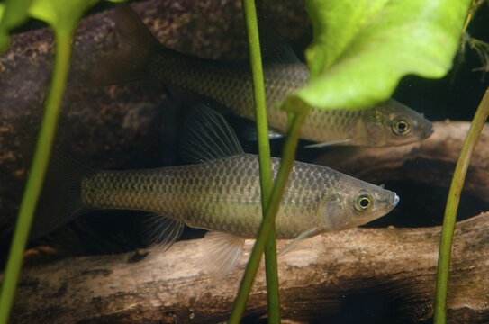 Blue ribbon bear, pseudorasbora parva, stone moroco, stone moroko, fish, fish, pisces, topmouth gudgeon