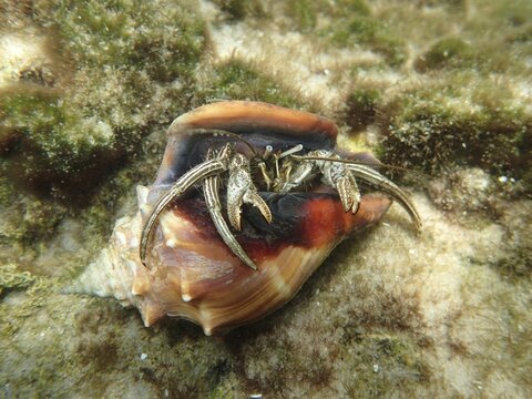 A hermit crab (Pagurus) looks out of its shell. Dive site John Pennekamp Coral Reef State Park, Key Largo, Florida Keys, Florida, USA