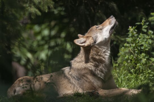 Canis lupus, carnivora, predators, wolves, mammals, raptors, mammals