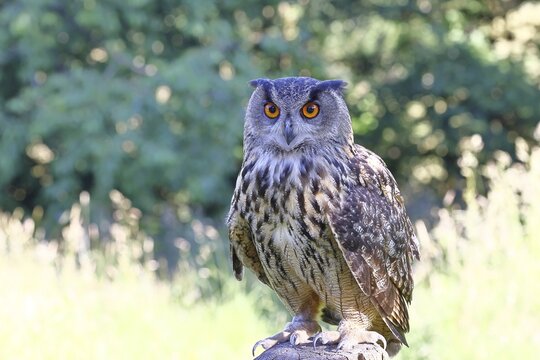 Eurasian eagle-owl (Bubo bubo), perched on a post, in captivity, Rhineland-Palatinate, Germany