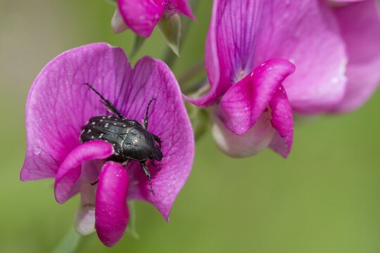 Leaf horn beetle, oxythyrea funesta, rose beetle, scarabaeidae, weeping rose beetle, white spotted rose beetle, beetle, coleoptera, insects, beetles