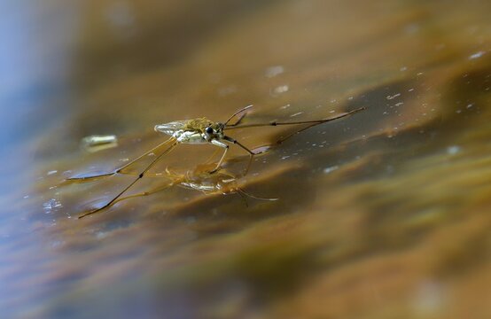 Aquarius najas, stream strider, gerris najas, heteroptera, river skater, black-backed strider, water strider, insects, bugs