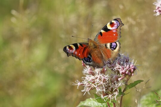 European peacock (Aglais io) on common waterweed (Eupatorium cannabinum), Wilden, North Rhine-Westphalia, Germany