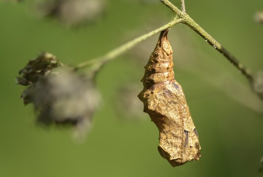 Cynthia Cardui, Painted Lady, Vanessa Cardui, Butterfly, Insects, Pupa, Pupa, Butterflies, Butterflies, Butterflies