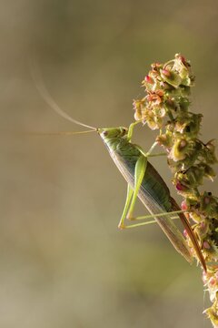 Acrididae, Caelifera, Conocephalus discolor, Conocephalus fuscus, field locusts, gomphocerinae, grasshoppers, short-feeler, long-winged swordscare, female, grasshoppers, grasshoppers, high size, portrait format, insects, long-winged conehead, female