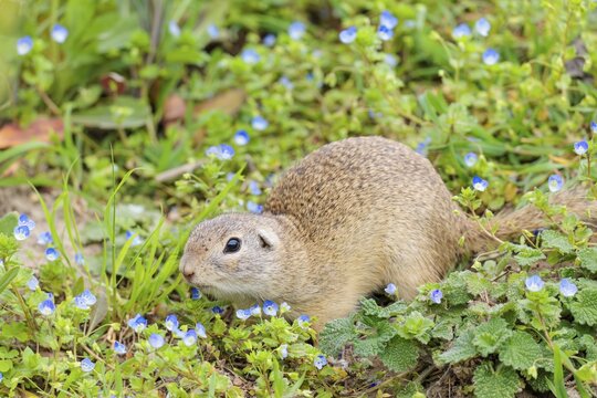 A fully grown ground squirrel (Spermophilus citellus) sits in a green meadow on a sunny day, intently observing its surroundings. Austria