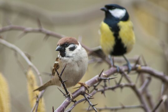 Tree sparrow, great tit, parus major, passer montanus, sparrow, tree sparrow, birds, tit, passeri, songbirds, sparrow, sparrow, sparrow, sparrow, sparrow, tits, birds