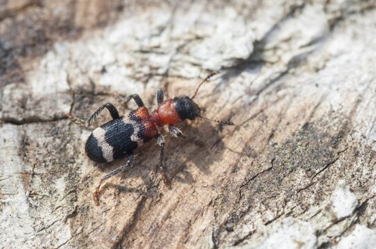 Ant beetle, checkered ant beetle, thanasimus formicarius, beetle, coleoptera, insects, beetles