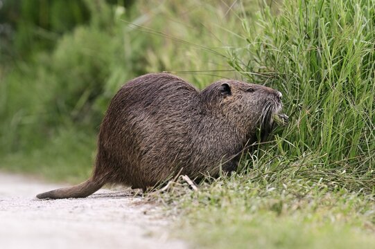 Nutria (Myocastor coypus), grazing by the side of the path, Camargue, southern France, France