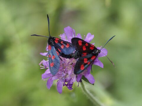 Two honeysuckle burnet moths (Zygaena lonicerae), burnet moths, droplets of blood on a purple flower in the wild, Goms, Canton of Valais, Switzerland