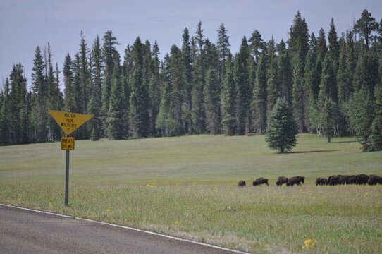Herd of buffalo, American Bison (Bos bison), in a meadow next to a road with a warning sign, Grand Canyon National Park, Arizona, USA