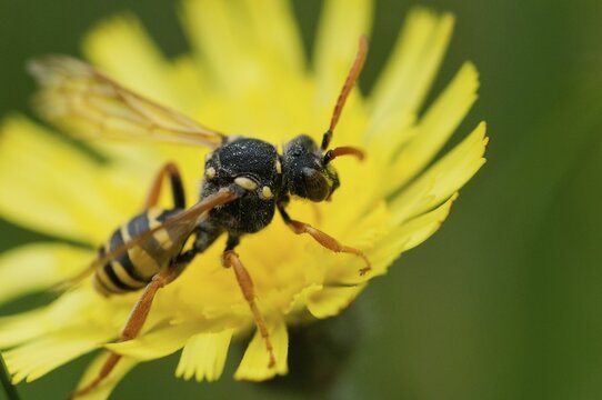 Field wasp bee, gooden's nomad bee, hymenoptera, nomada goodeniana, insects