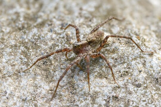 Arachnida, oothek, pardosa spec., arachnids, wolf spider spec1., egg cocoon, female, spider, female