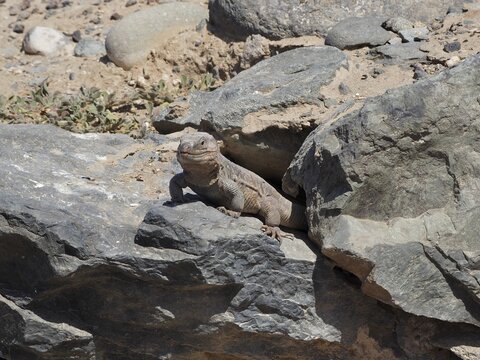 A Gran Canaria giant lizard (Gallotia stehlini) is basking in the sun on a large rock in a rocky landscape, Gran Canaria, Spain