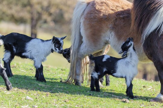 Two young pygmy goats (Capra hircus) are playing with the manes of two Falabella (Equus ferus caballus) horses, who are grooming each other. Austria