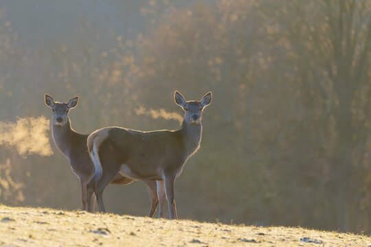 Two female red deer (Cervus elaphus) stand in the first light of day on a meadow covered in hoar frost. Their breath condenses in the cold air. A forest can be seen in the background