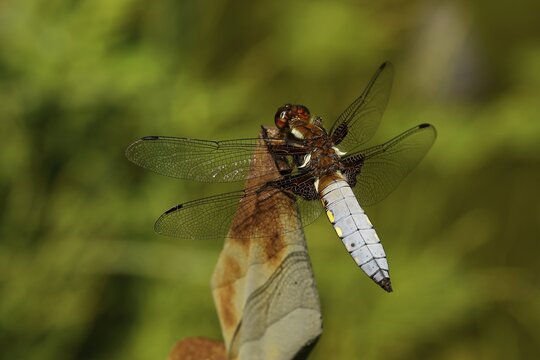 Broad-bodied chaser (Libellula depressa), male sitting on a fence in the garden, North Rhine-Westphalia, Germany