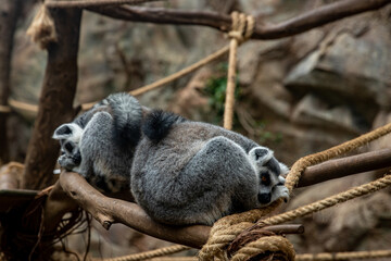 Naklejka premium Two lemurs resting on branches in a natural habitat setting