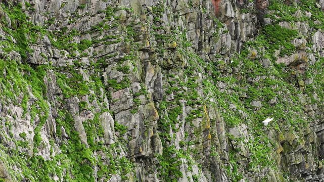 Thousands of seabirds flying around the towering cliffs of the Isle of Foula, Shetland, Scotland, United Kingdom