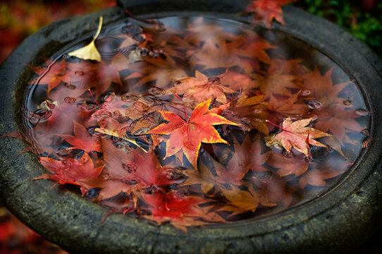 Red maple leaves in the water of a stone birdbath on a rainy autumn day