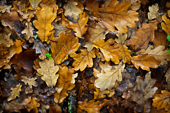 Fallen autumn oak leaves in the rain 