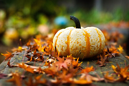 Single orange and white pumpkin set among fallen colorful maple leaves in a garden, selective focus, blurred background