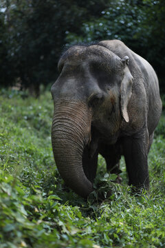 elephant in the wild
