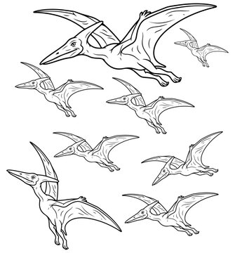 Pterodactyl flying dinosaur line art illustration set