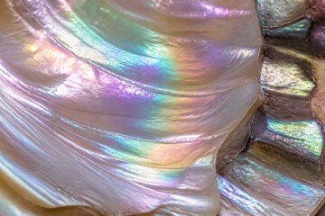 Fototapeta premium Mother of pearl shell showing iridescent nacre texture closeup