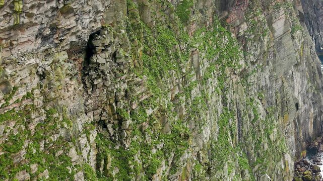 Thousands of seabirds flying around the towering cliffs of the Isle of Foula, Shetland, Scotland, United Kingdom