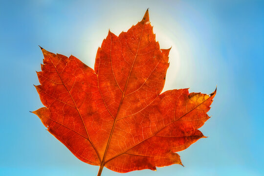Single orange maple leaf held up to a clear blue sky with the sun glowing through its veined structure