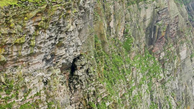 Thousands of seabirds flying around the towering cliffs of the Isle of Foula, Shetland, Scotland, United Kingdom