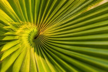 Naklejka premium Palm leaf forming spiral pattern in closeup botanical detail