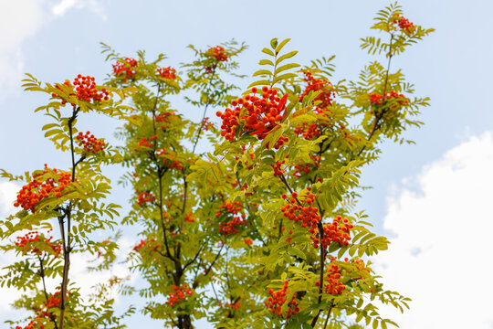 European rowan tree with ripe orange berries against blue sky