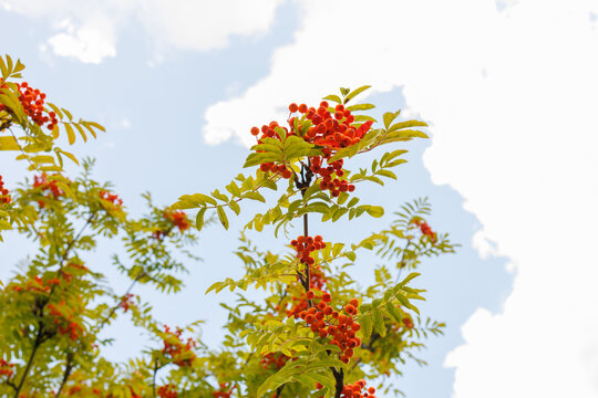 Ripe rowan berries on tree branch with green leaves