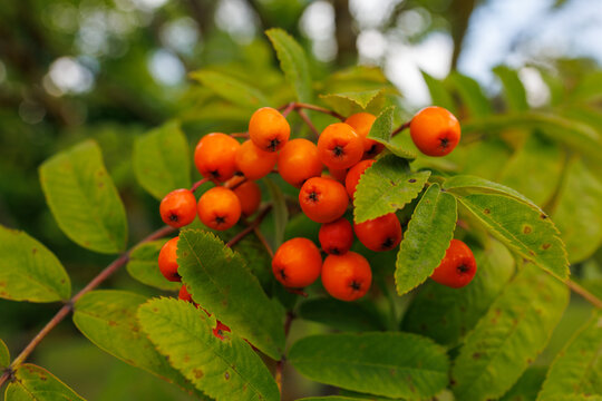 Close up of ripe rowan berries among green leaves