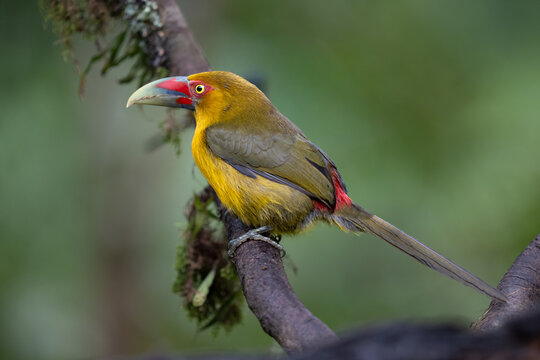The saffron toucanet or banana aracari (Pteroglossus bailloni) perched on a branch in Atlantic Forest ( Mata Atl&acirc;ntica), S&atilde;o Paulo, Rio de Janeiro, Brazil.