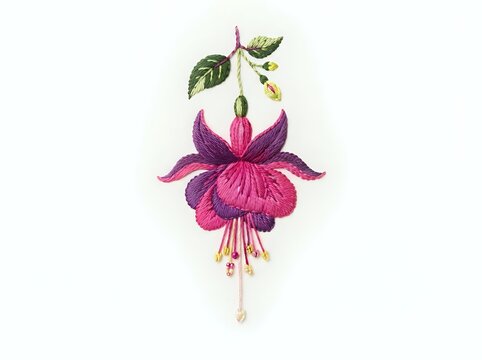 Magenta fuchsia flower with drooping petals, green leaves