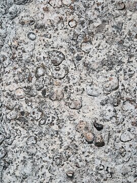 Natural fossil limestone texture with embedded shells weathered rock background