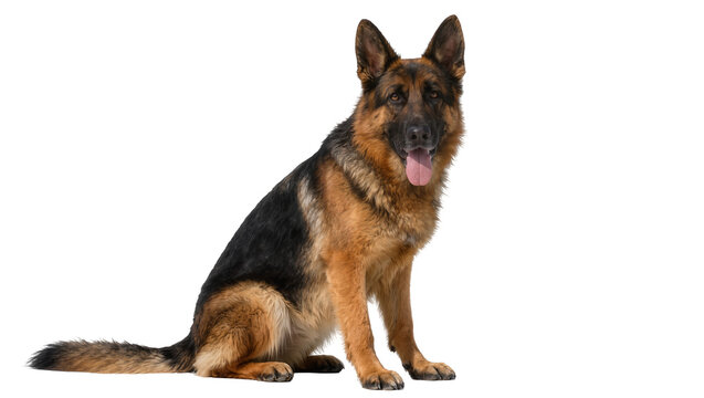 Alert German Shepherd dog sitting attentively, isolated on transparent background