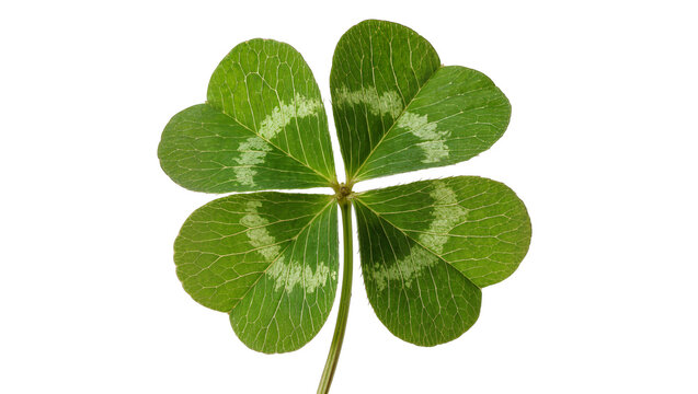 Green four-leaf clover with heart-shaped leaves, isolated on transparent background