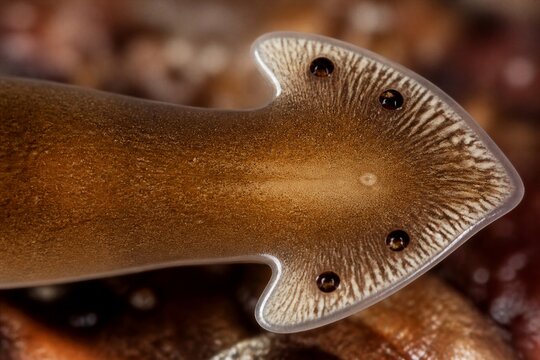 Brown flatworm head with eyespots on blurred substrate macro